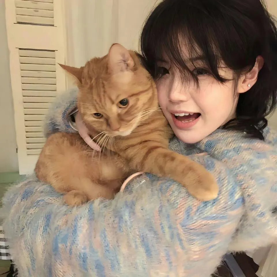 被炉、蜜桔和小猫